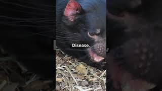 Tasmanian Devil 👹 Ferocious Little Devil [upl. by Ingeberg]