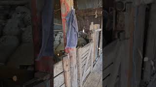 crutching sheepshearer sheephusbandry animal farmlife sheepshed shearing farm sheep [upl. by Nevek]