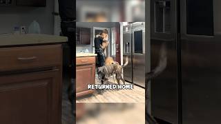 Cop Comes Home to the Sweetest Reunion With His Dog 🐾❤️ shorts [upl. by Monica3]