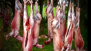 Hunting two Fallow with 22250 rifle from meat hunt and venison recovery in New Zealand  76 [upl. by Mozes9]