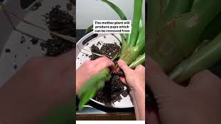 Bromeliad Plant Propagation gardening plants flowers propagation [upl. by Culberson31]