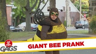 Giant Bee Prank [upl. by Eerrehs53]