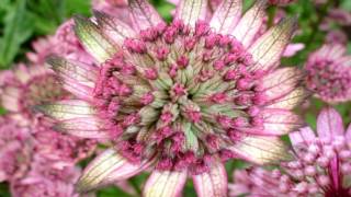 Astrantia major HD1080p [upl. by Veats]