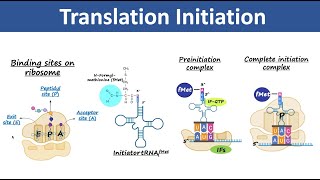 Translation Initiation  Initiation of Protein Synthesis  Biochemistry [upl. by Santini]