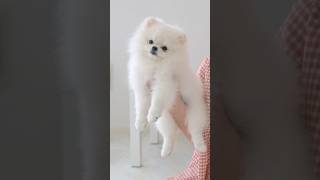 Two Pomeranias with round cuts ポメラニアンまんまるカット2選 shots [upl. by Cid]