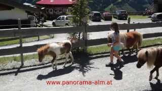 Austria LifestyleJung und altPanorama Alm über dem Tal von Saalbach Hintergelmm bei Zell am See [upl. by Camellia]