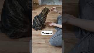 котики cat шортс cat шотландскиевислоухиекотики funny [upl. by Ardnasxela]