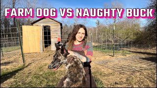 CRAZY BUCK Turning our rescue dog into a farm dog and Cleaning barns  Dairy farm vlog [upl. by Eisej]