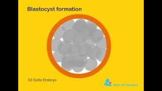 Blastocyst formation [upl. by Haggi]