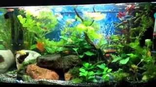 Juwel Rio 125 Parrot in community tank [upl. by Bullard]