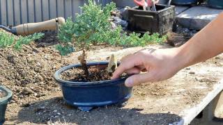 Bonsai Basics  Watering your Bonsai Tree [upl. by Boniface]