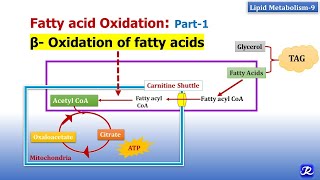 9 Beta oxidation of fatty acids  Lipid Metabolism9  Biochemistry  NJOY Biochemistry [upl. by Noicnecsa315]