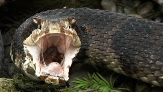 Cottonmouth vs Rattlesnake 01  Snake Eats Snake [upl. by Eneleoj]