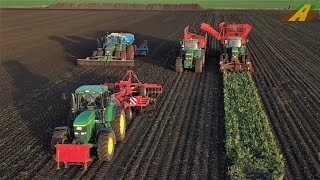 Rübenernte in der Hildesheimer Börde  Lohnunternehmen HüMaF im Ernteeinsatz  Sugarbeet harvesting [upl. by Atined]