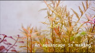 An aquascape in making [upl. by Oulman230]