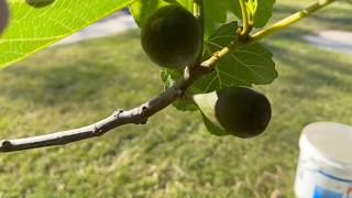 Composting Fig Tree  California Gardening [upl. by Talyah]