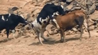 Cow Mating in Group [upl. by Lyn452]