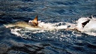 9 FT GREAT WHITE SHARK EATEN BY UNIDENTIFIED SEA CREATURE [upl. by Thadeus]