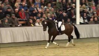 VICTORY bei der LandgestütHengstschau 2016 [upl. by Hendrix]