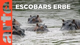 Kolumbiens KokainHippos  GEO Reportage  Doku HD Reupload  ARTE [upl. by Omocaig828]