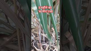 गन्ना 8005 ।। Sugarcane 8005 variety sugarcane [upl. by Nodanrb]