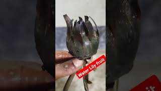 water lily fruit🖤 shots shortvideo waterlily [upl. by Neerac]