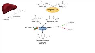 Ketone Body Synthesis  Ketogenesis  Formation Pathway and Regulation [upl. by Nyloc]