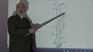 Anatomy of upper limb 62  Dermatomes amp myotomes   by Dr Wahdan [upl. by Pinckney730]