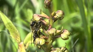 Orchid pollination 18 Pollination of Dactylorhiza viridis by honeybees [upl. by Leonhard]