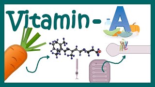 Vitamin A  vitamin A Function  vitamin A metabolism  What happens when vitamin A is deficient [upl. by Zipnick352]