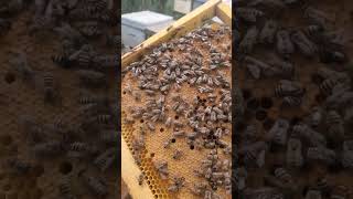 apis mellifera jemenitica سلالة النحل اليمني [upl. by Kakalina780]