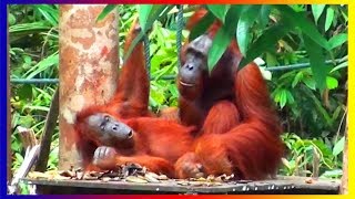 Bornean Orangutan Monkey Breeds Mating In Love And Training Around The World [upl. by Odranar588]