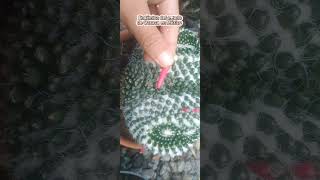 Biznaga con espinas en cruz Mammillaria crucigera cactus [upl. by Astrid106]