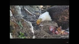 One Week Old Eaglets Being Fed at West End Nest 03162024 exploreorg [upl. by Anes]