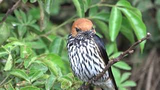 Lesser Striped Swallow [upl. by Antoinette929]