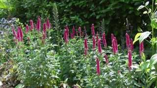 Veronica Longifolia First Series  Garden Plants [upl. by Kalman]