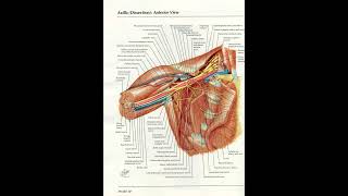 Orthopaedic Case Presentation Plate 30 [upl. by Aniretak724]