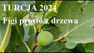 Turcja 2024 Figi prosto z drzewa [upl. by Bricker634]