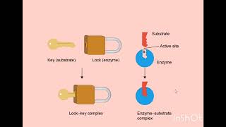 Enzyme Mechanism [upl. by Hatty563]