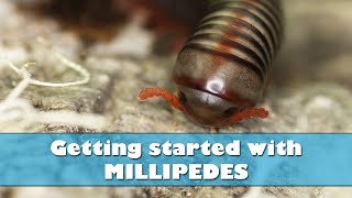 Getting started with millipedes  Millipede care and setup [upl. by Eelaras228]