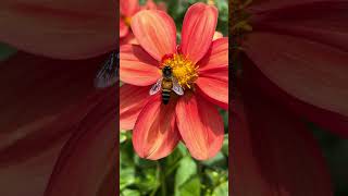 Breathtaking CloseUp Footage of Bee Collecting Sweet Nectar from Vibrant Flowers 🌺🐝 MustSee [upl. by Nomannic655]