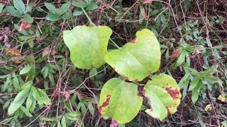 Smilax rotundifolia catbrier [upl. by Mercie]