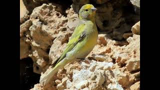 Syrian Serin Serinus Syriacus [upl. by Aisatnaf166]