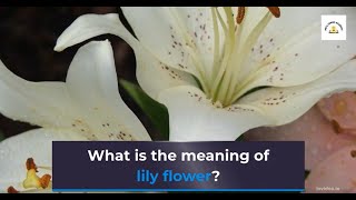 What is the meaning of lily flower Symbolism [upl. by Lasley600]