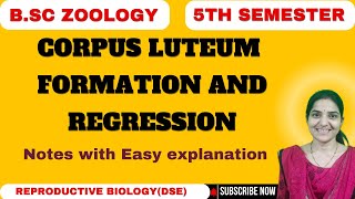 corpus luteum formation and regression B Sc Zoology 5th semesterDSE Reproductive Biology [upl. by Yrojram980]