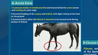 6Desmitis or sprain of suspensory ligament [upl. by Rabassa146]