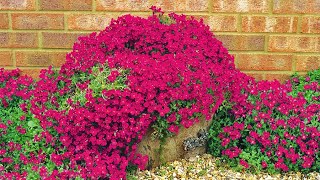 How to Plant Ground Cover Aubrieta Summer Garden Guide [upl. by Tarrah]