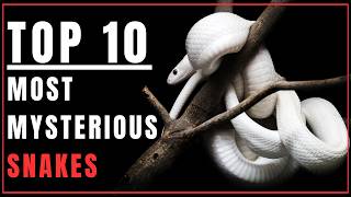 Reptile World Exploration Top 10 Mysterious Snakes On Earth  Slithering Wonders [upl. by Lohse277]