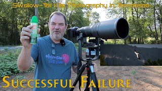 Swallowtailed Kite Photography in Tennessee a Successful Failure [upl. by Glantz]