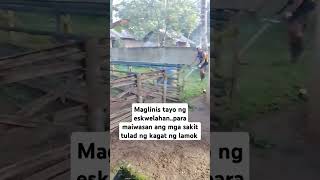 Linis ng eskwelahan tawag samin pintakasi shortvideo buhayprobinsya subcribemychanel [upl. by Daj]